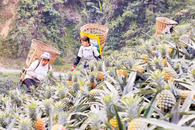 Người dân Bản Lầu thu hoạch dứa.