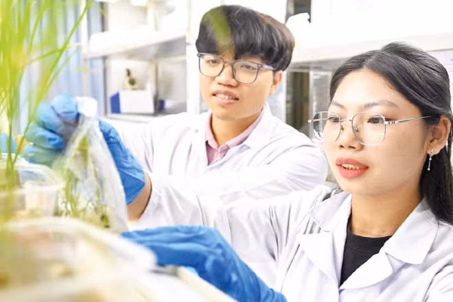 Nghiên cứu sinh Viện Di truyền Nông nghiệp kiểm tra mẫu cây trồng. (Ảnh: THẾ ĐẠI)