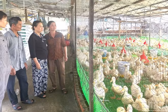 Các hộ chăn nuôi gia cầm cần thực hiện các biện pháp chăn nuôi theo hướng an toàn sinh học.