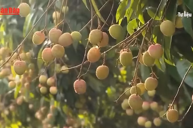 [Video] Chưa vào chính vụ, vải thiều đã lo “được mùa nhưng mất giá”