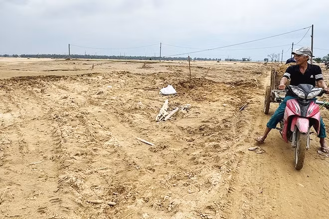 Người dân ở xã Đại Lộc, thành phố Đà Nẵng khôi phục lại diện tích canh tác đã bị đất, cát bồi lấp hoàn toàn.