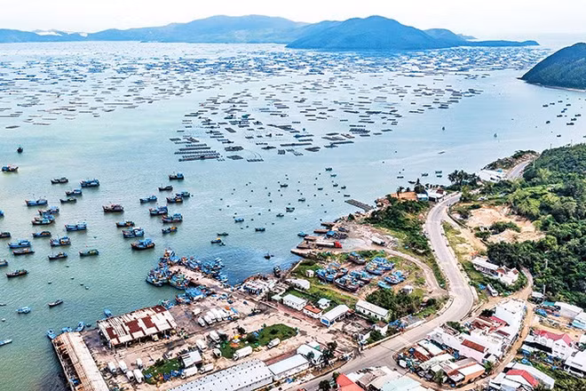 Nghề nuôi thủy sản tại vịnh Xuân Đài đang gượng dậy sau thiên tai.