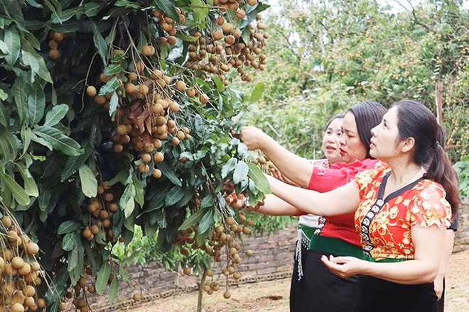 Năng suất trung bình của nhãn Ánh vàng đạt 15 tấn/ha.