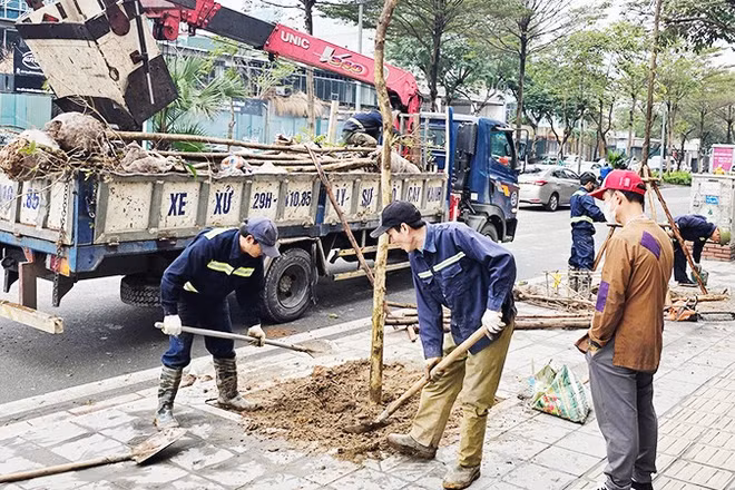 Trồng bổ sung cây trên các tuyến phố mới. Ảnh: NAM NGUYỄN 