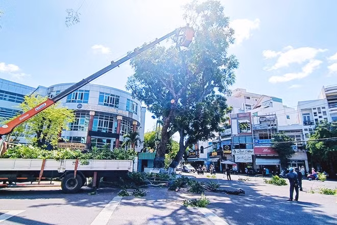 Cắt tỉa cành cây trước mùa mưa bão góp phần làm giảm nguy cơ cây gãy, đổ.