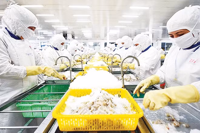 Nhiều doanh nghiệp thủy sản đã bắt đầu triển khai blockchain để chứng minh xuất xứ và quy trình sản xuất thân thiện môi trường. Ảnh: THÀNH ĐẠT