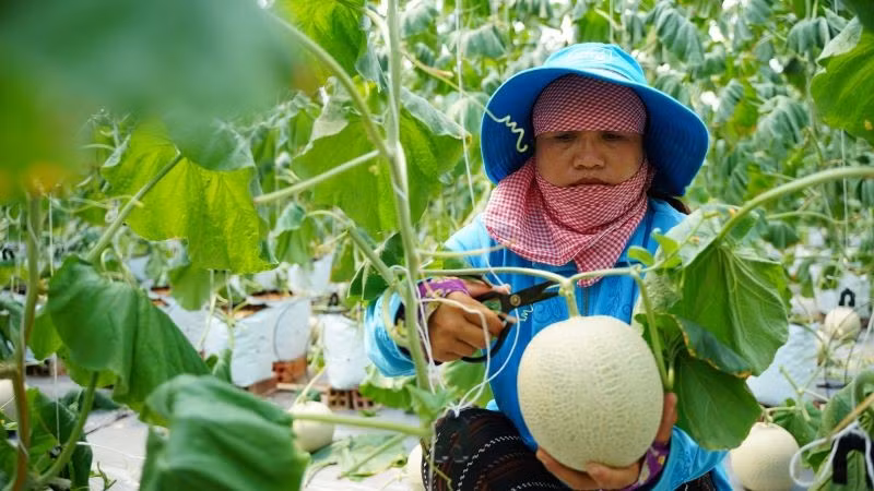 Nông dân Thành phố Hồ Chí Minh thu hoạch dưa lưới.