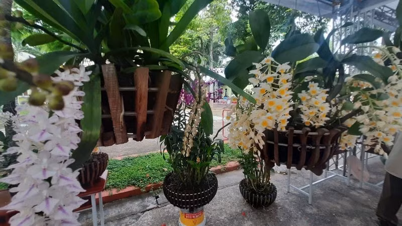 Hoa lan được trưng bày tại hội thi hoa lan Thành phố Hồ Chí Minh.