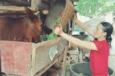 Người dân xã Sà Phìn, huyện Đồng Văn (Hà Giang) được hỗ trợ vay vốn để phát triển chăn nuôi bò.