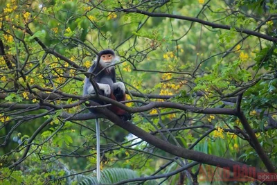 Voọc chà vá chân nâu giữa rừng hoa lim xẹt bán đảo Sơn Trà