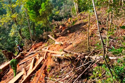 Hiện trường một vụ chặt hạ gỗ rừng trái phép ở Lào Cai.