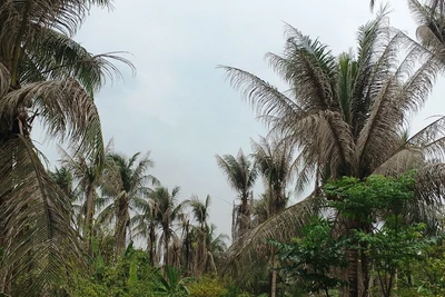 Vườn dừa bị xác xơ do sâu đầu đen tấn công.