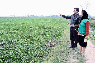 Cánh đồng ở xã Hoàng Lâu, huyện Tam Dương (Vĩnh Phúc) bị bèo tây Nhật Bản xâm lấn không thể canh tác. Ảnh: THANH HUYỀN