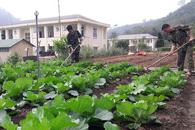 Chiến sĩ Ðồn Biên phòng Tam Chung, huyện Mường Lát trồng rau sạch cải thiện sinh hoạt, hỗ trợ nhân dân học tập, làm theo. 
