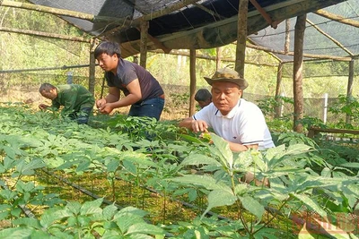 Sâm trồng tại Sơn La được đánh giá có chất lượng ngang như sâm Việt Nam.