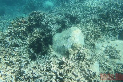 Nhím biển là loài động vật gây tác hại không nhỏ tới rạn san hô.