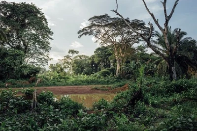 Một góc rừng nhiệt đới tại Cộng hòa Dân chủ Congo. (Nguồn: DeAgostini/Getty Images/TTXVN)
