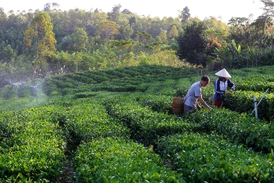 Ảnh: THÀNH ĐẠT