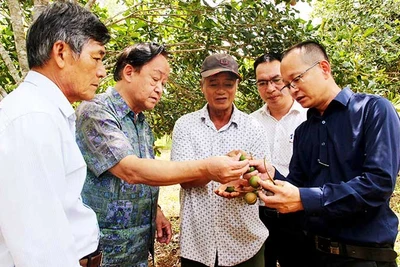 Chuyên gia kỹ thuật của Hiệp hội mắc ca Việt Nam tư vấn về chế độ dinh dưỡng để hạt quả mắc ca đạt chất lượng tốt nhất.