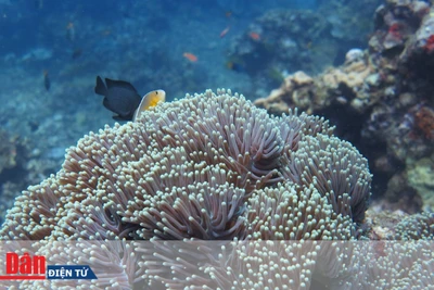 Có một “thiên đường” ở Lý Sơn