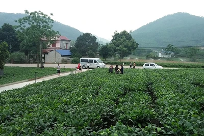 Vùng chè đặc sản Tân Cương (thành phố Thái Nguyên) thu hút nhiều du khách tham quan.