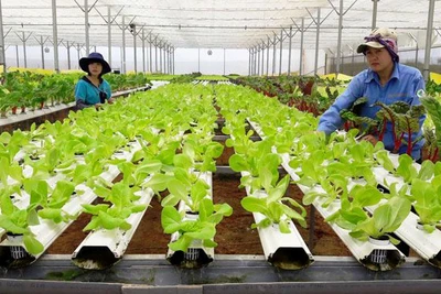 Sản xuất rau an toàn tại Đà Lạt (Lâm Đồng).