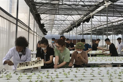 Sinh viên Trường đại học Nông lâm Thái Nguyên trong giờ thực hành.