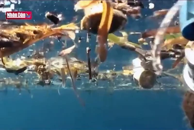 Nhiều khu vực biển vượt ngưỡng nguy hiểm về nồng độ vi nhựa