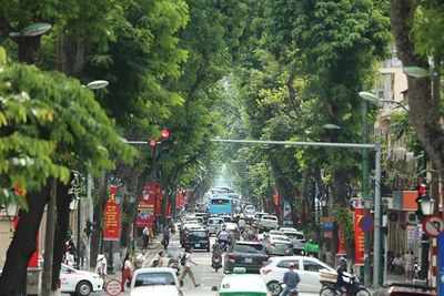 Hàng cây trên phố Tràng Thi, Hà Nội. (Ảnh: HÀ NAM)