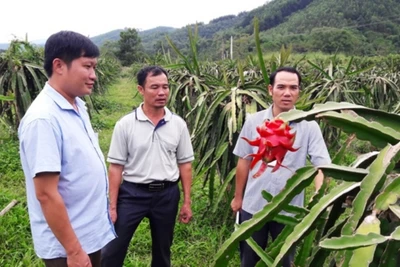 Cán bộ khuyến nông huyện Như Xuân trao đổi với nông hộ.