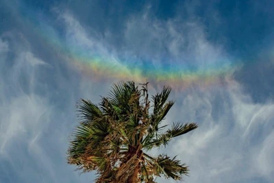 Cầu vồng ngược mọc&nbsp;phía trên cây cọ ở Ragusa, Sicily, Italy vào ngày 24/2. Ảnh: NASA/Marcella Giulia.