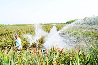 Vùng nguyên liệu khóm ven sông Vàm Cỏ Đông.
