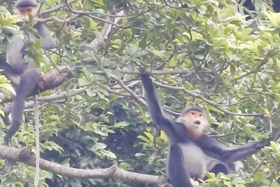 Có khoảng 50 cá thể vọoc Chà vá chân xám sống trên đỉnh núi tại xã Tam Mỹ Tây.