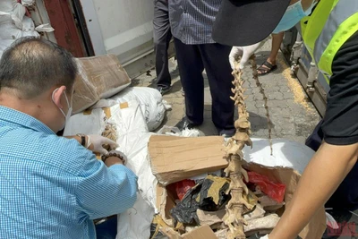 Nhiều xương động vật được nhập khẩu không qua khai báo. (Ảnh: Cục Hải quan cung cấp) 