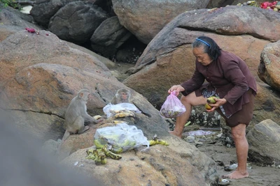 Đàn khỉ cư trú tại đảo Hòn Trà, xã Bình Đông, huyện Bình Sơn (Quảng Ngãi) được xác định là loài khỉ vàng, thuộc danh mục động vật quý hiếm. 