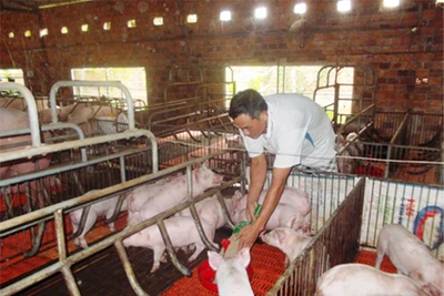 Người dân xã Ba Động, huyện Ba Tơ (Quảng Ngãi) nuôi lợn theo mô hình trang trại khép kín.