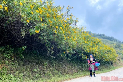 Đồi dã quỳ vàng là một nét đẹp đặc trưng của Phong Thổ (Lai Châu) những ngày này