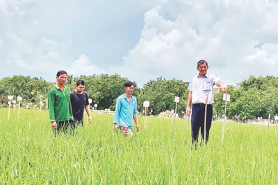 Ông Hồ Quang Cua cùng cộng sự kiểm tra các giống lúa được lai ghép tại Trại Nghiên cứu và Sản xuất giống lúa Hồ Quang.