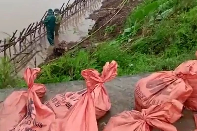 Lực lượng hộ đê huyện Tiền Hải xử lý tuyến đê trên sông Hồng bị sạt trượt do mưa lớn.