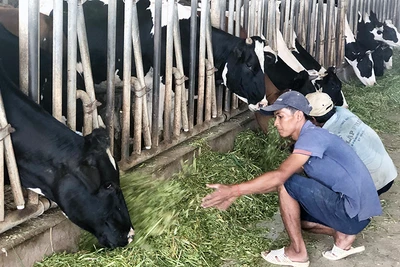 Mô hình nuôi bò sữa của đồng bào Khmer Sóc Trăng.