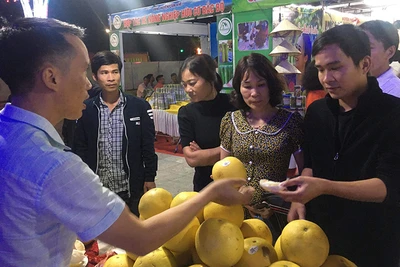 Bưởi đặc sản Đoan Hùng, tỉnh Phú Thọ luôn thu hút sự quan tâm của người dân.