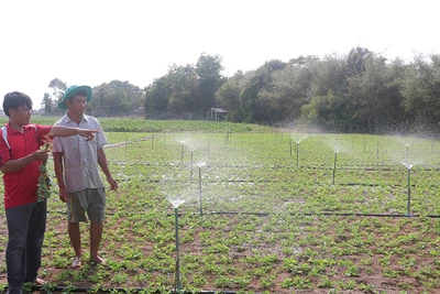 Mô hình tưới nhỏ giọt, tiết kiệm từ nguồn nước của hồ trữ nước Long Sơn mang lại hiệu quả kinh tế cao.