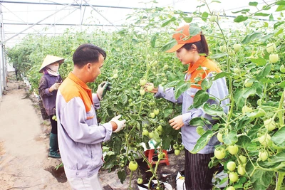 Trồng rau công nghệ cao tại Công ty TNHH xuất nhập khẩu nông sản Hải Phong (huyện Lương Tài).