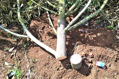 Hiện trường vườn sầu riêng của gia đình ông Phạm Hữu Dũng ở xã Ea Nam, huyện Ea H’leo bị phá hoại.