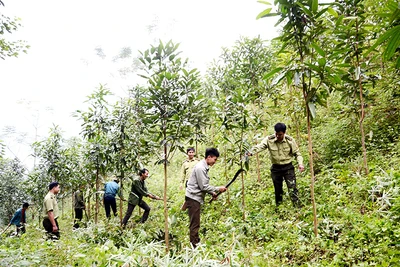 Người dân xã Bảo Hà, huyện Bảo Yên (Lào Cai) chuyển đổi từ trồng sắn sang quế, vừa phủ xanh đồi núi, vừa đem lại hiệu quả kinh tế cao, bền vững. (Ảnh Quốc Hồng)