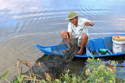 Con tôm tiếp tục được Cà Mau xác định là sản phẩm chủ lực cấp quốc gia, được tập trung phát triển thời gian tới.