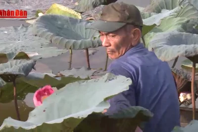 Kỳ công nghề ướp trà sen Hồ Tây