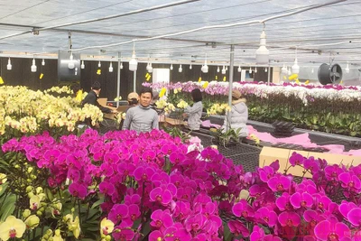 Đẹp mê hồn lan hồ điệp giữa Sa Mù