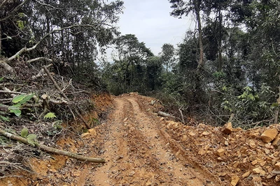 Tuyến đường lâm tặc mở trái phép vào rừng tự nhiên ở huyện Ngân Sơn