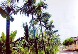 Trương Hán Siêu và "Bạch Đằng Giang phú" bất tử